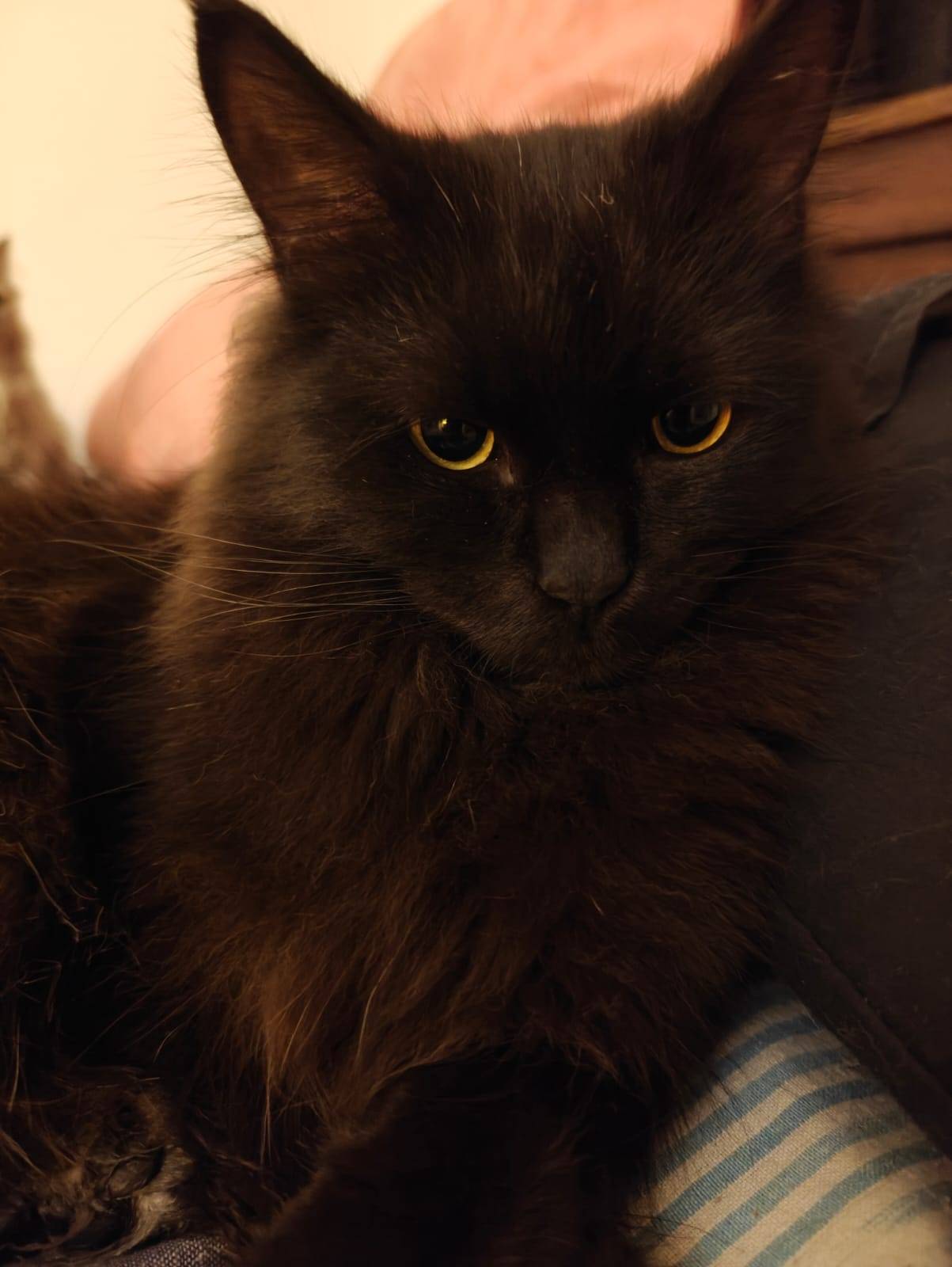 Pet photo coming soon