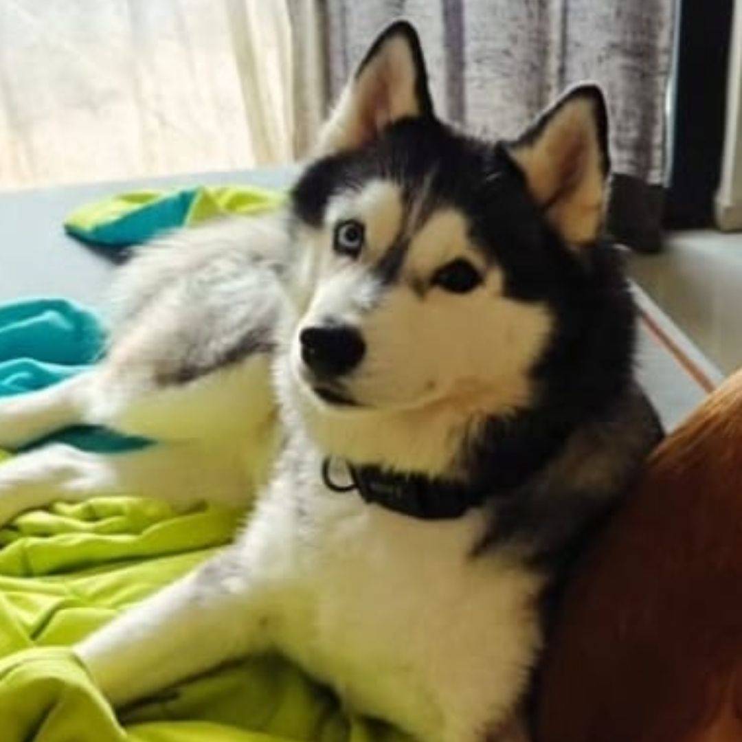 Pet photo coming soon