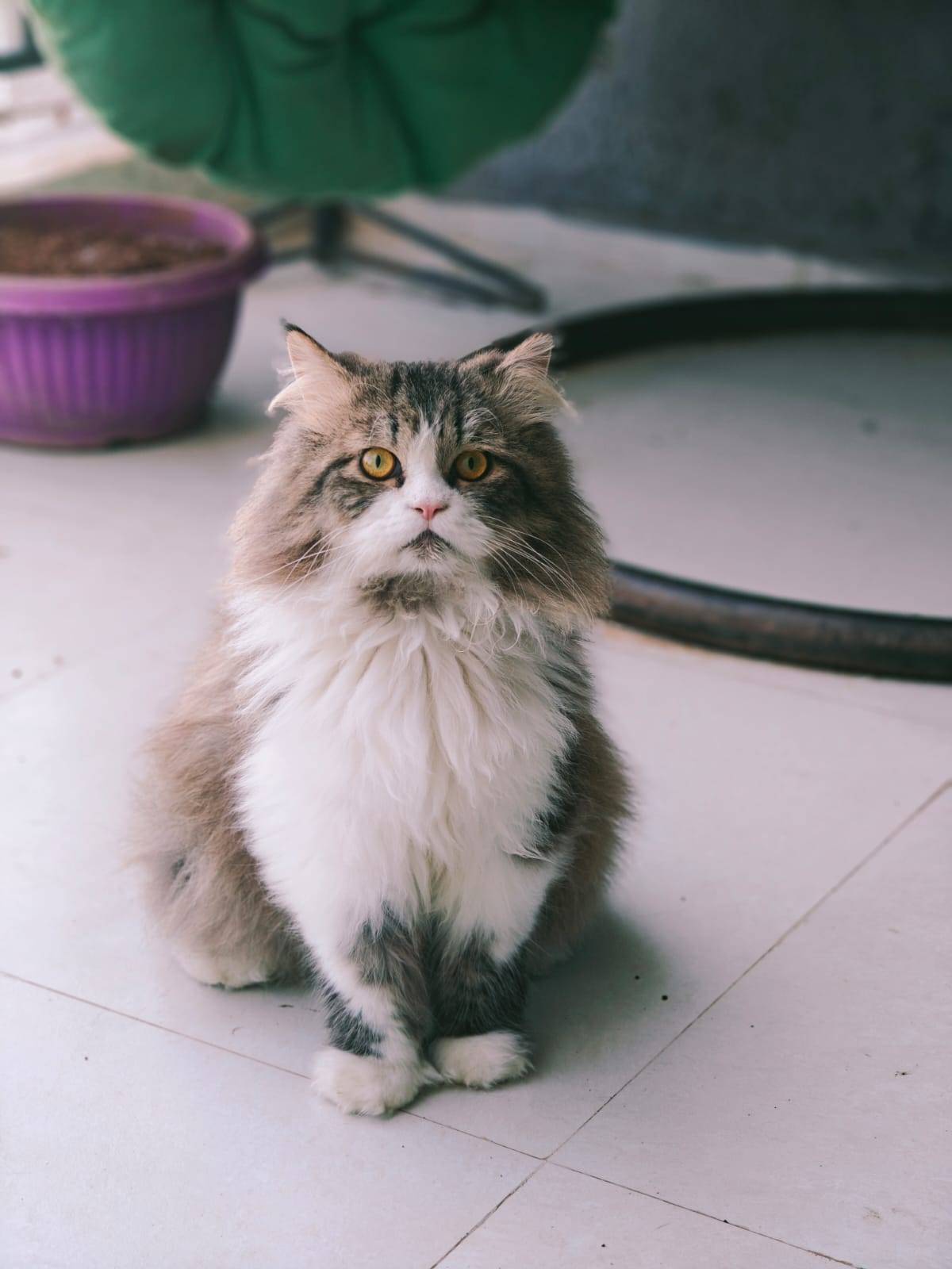 Pet photo coming soon