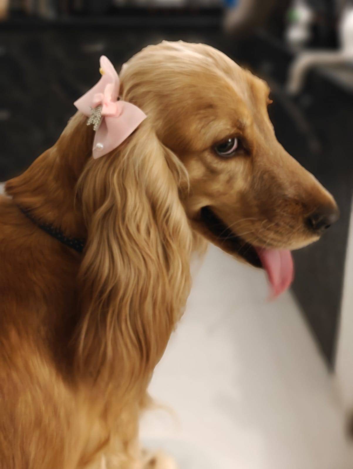 Pet photo coming soon